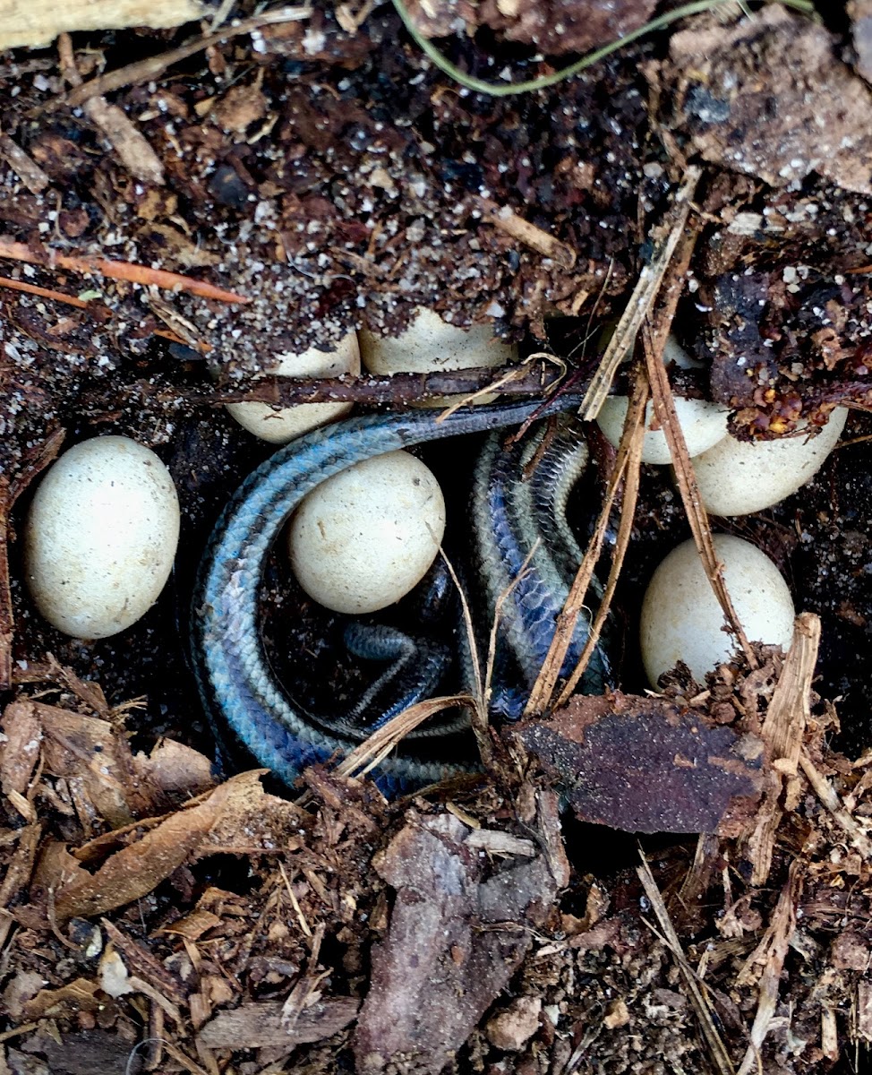 Five-lined Skink