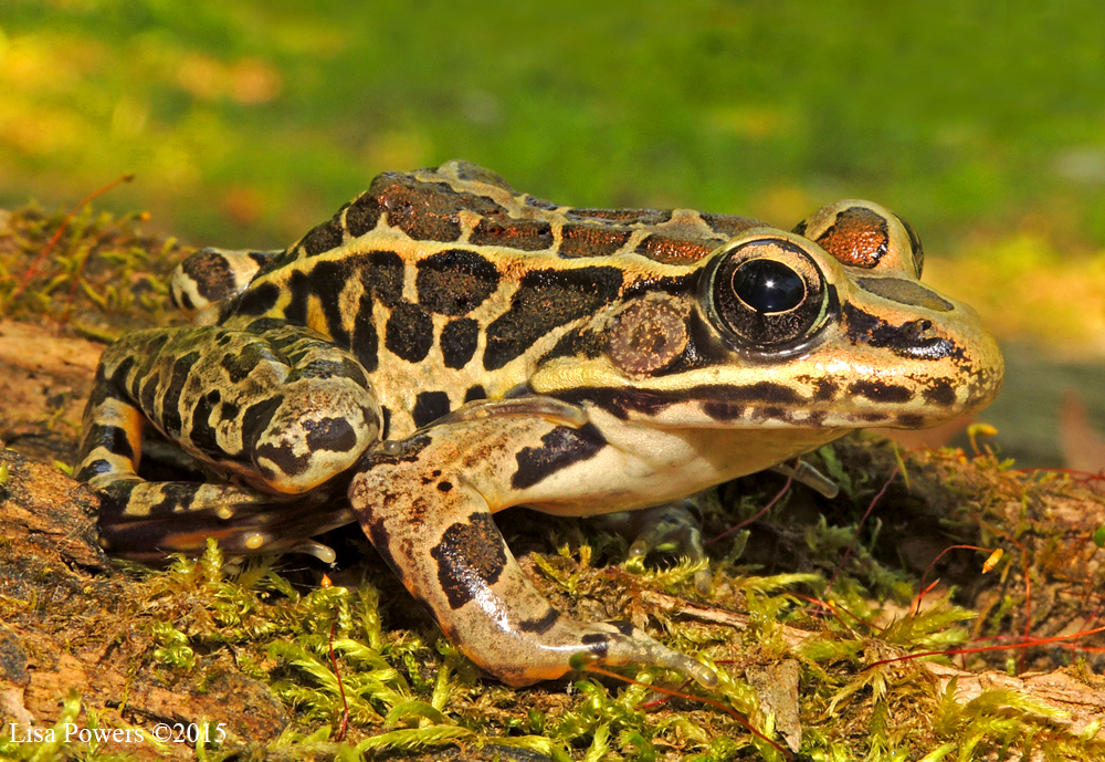 Pickerel Frog