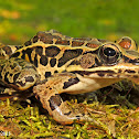 Pickerel Frog