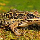 Pickerel Frog