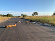 A pride of lions sleeps on the tar road outside Orpen rest camp in Kruger National Park on Wednesday afternoon. 
