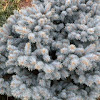 Blue Spruce