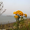 Tansy Ragwort