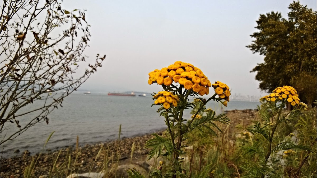 Tansy Ragwort