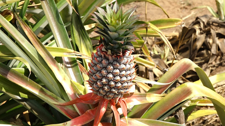 Pineapples planted in the proposed Proximity City of Returns by diaspora community in Magarini, Kilifi county