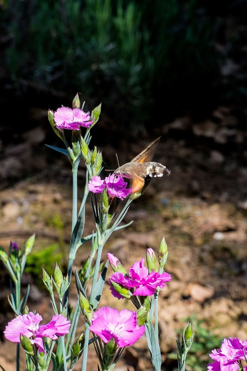 Rifornimento in volo di claudioblc