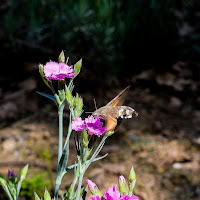 Rifornimento in volo di 