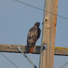 Red tailed hawk