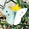 Cabbage White (female)