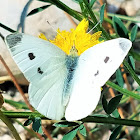 Cabbage White (female)