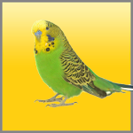 Budgies Song Apk