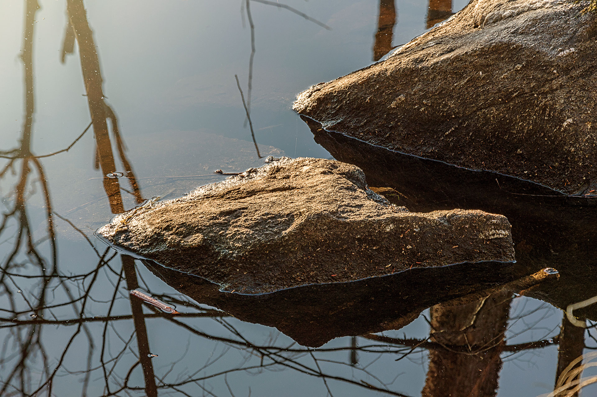 rocks in the wood di Simone Fortuna