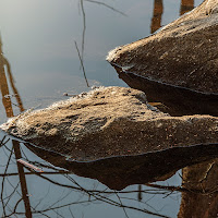 rocks in the wood di 