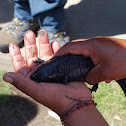 Axolotl or Mexican Salamander