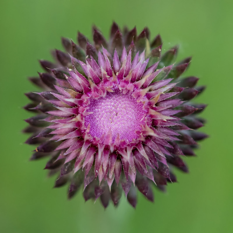 Anche un semplice fiore può far male... di Nicola_Santolin