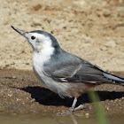 White-breasted Nuthatch