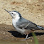 White-breasted Nuthatch