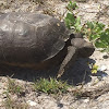 Gopher tortoise