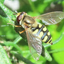 Syrphus. Mosca cernidora