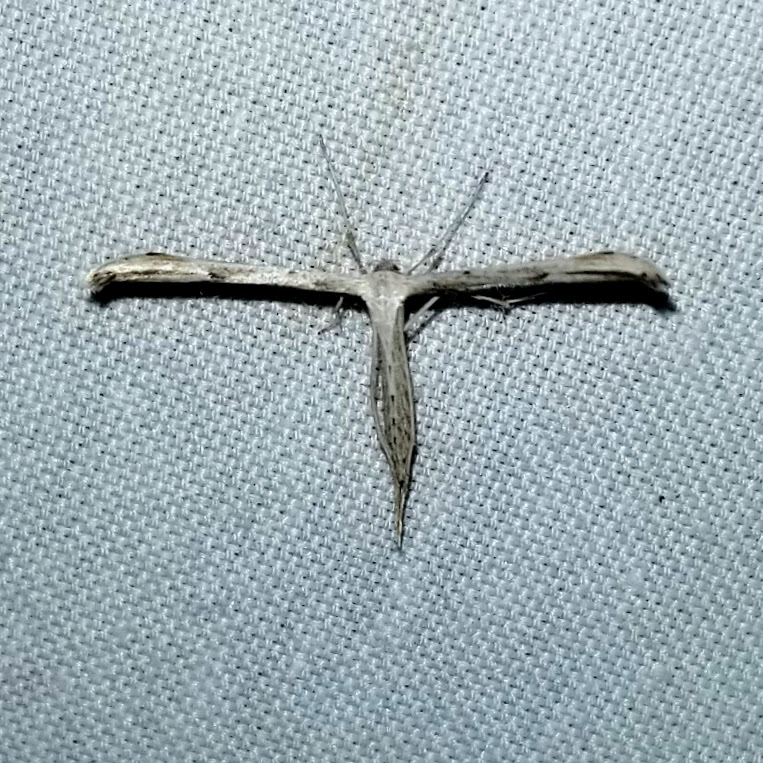 Morning Glory Plume Moth