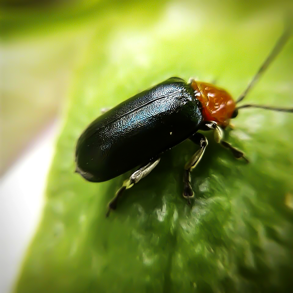 Cacoscelis Flea Beetle / Besouro-Pulga-Cacoscelis