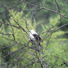 Southern Pied Babbler