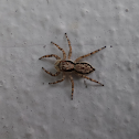 Black-Banded Jumper