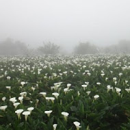 苗榜海芋園