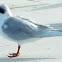 Forster's Tern