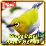 Kicau Pleci Super Ngerol Apk