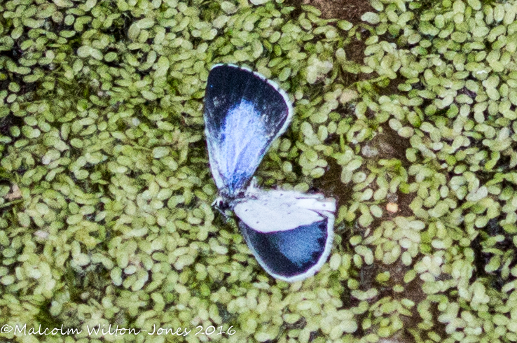 Common Blue