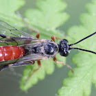 ichneumonid wasp