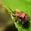 Spiny Leaf Beetle