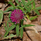 Purple-globe Clover