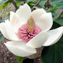 Watson's Magnolia