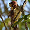 Palm Warbler