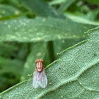 Lauxaniid Fly