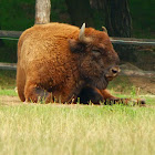 European bison