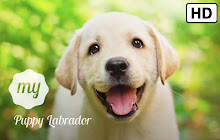 My Puppy Labrador HD Dog Wallpapers small promo image