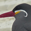 Inca Tern