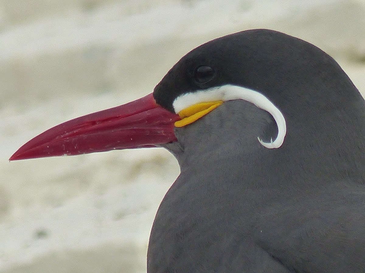 Inca Tern