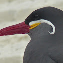 Inca Tern