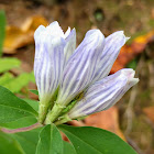 Showy Gentian