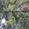 Crested Serpent-Eagle