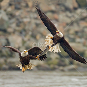 Bald Eagle Food Fight by Herb Houghton - Animals Birds