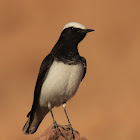 Hooded wheatear