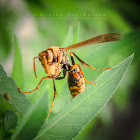 Paper wasp