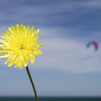 il vento non è invisibile per i fiori e le vele di 