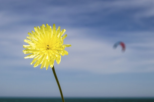 il vento non è invisibile per i fiori e le vele di slyweb