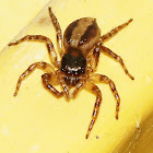 Jumping Spider